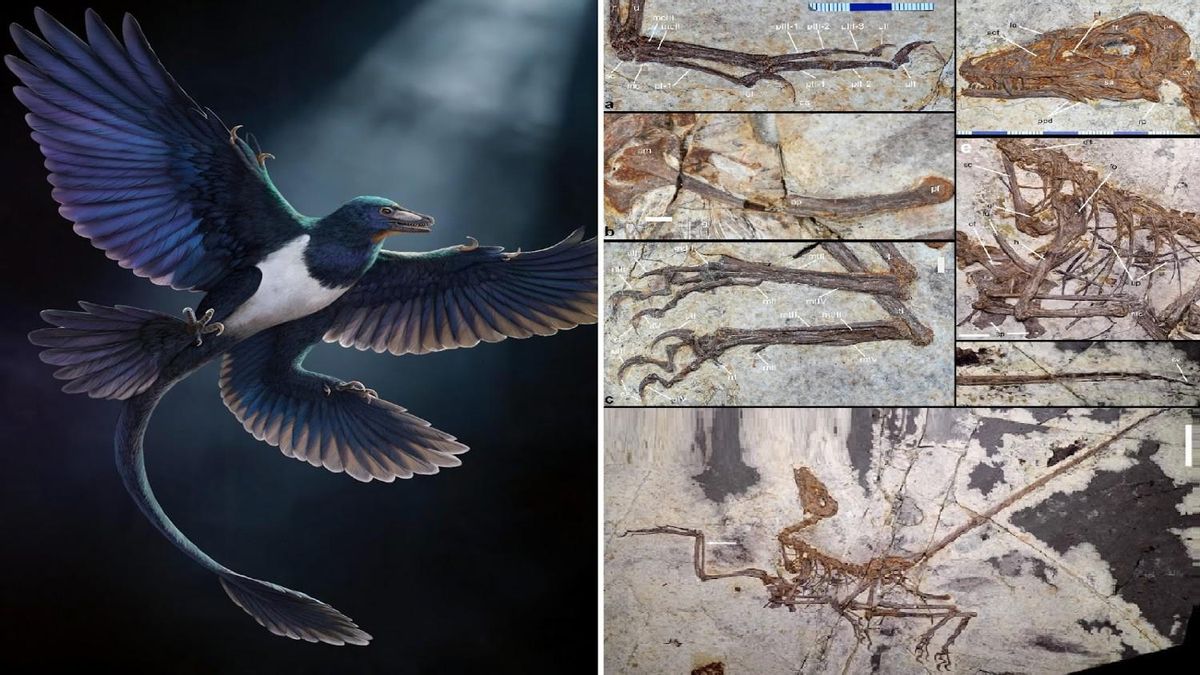 Dinosaurios y aves adquirieron su habilidad para volar de manera distinta e independiente