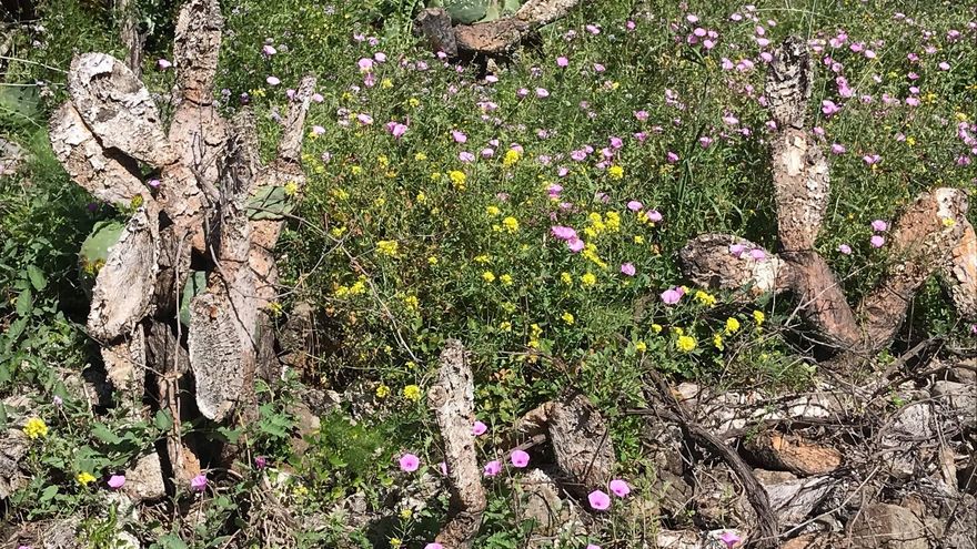La cochinilla mexicana sigue arrasando las tuneras de La Palma