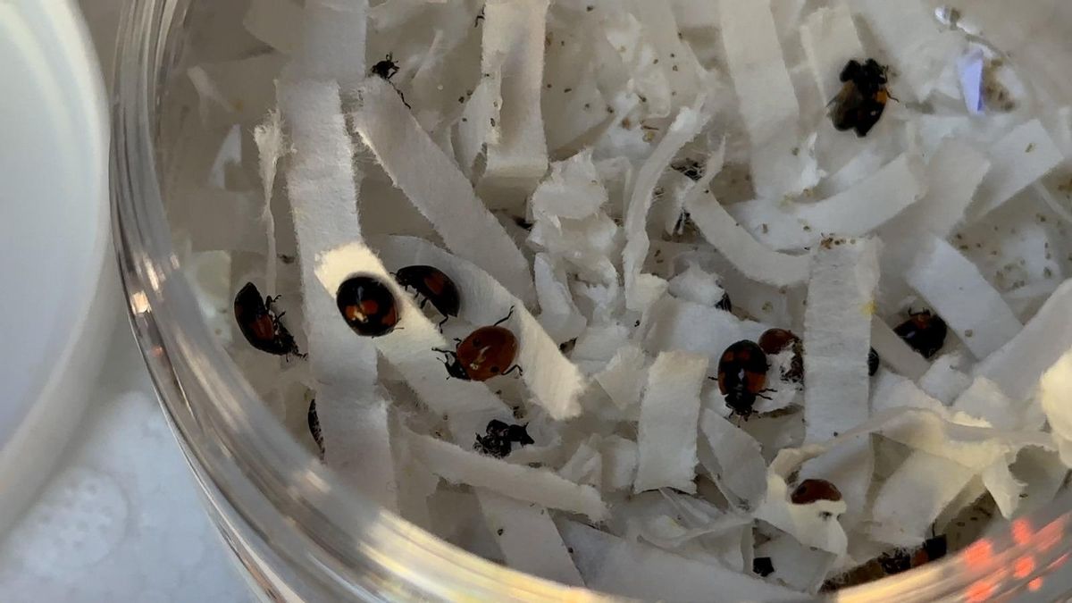 El Ayuntamiento de Logroño liberará mariquitas y otros insectos en las zonas verdes de la ciudad
