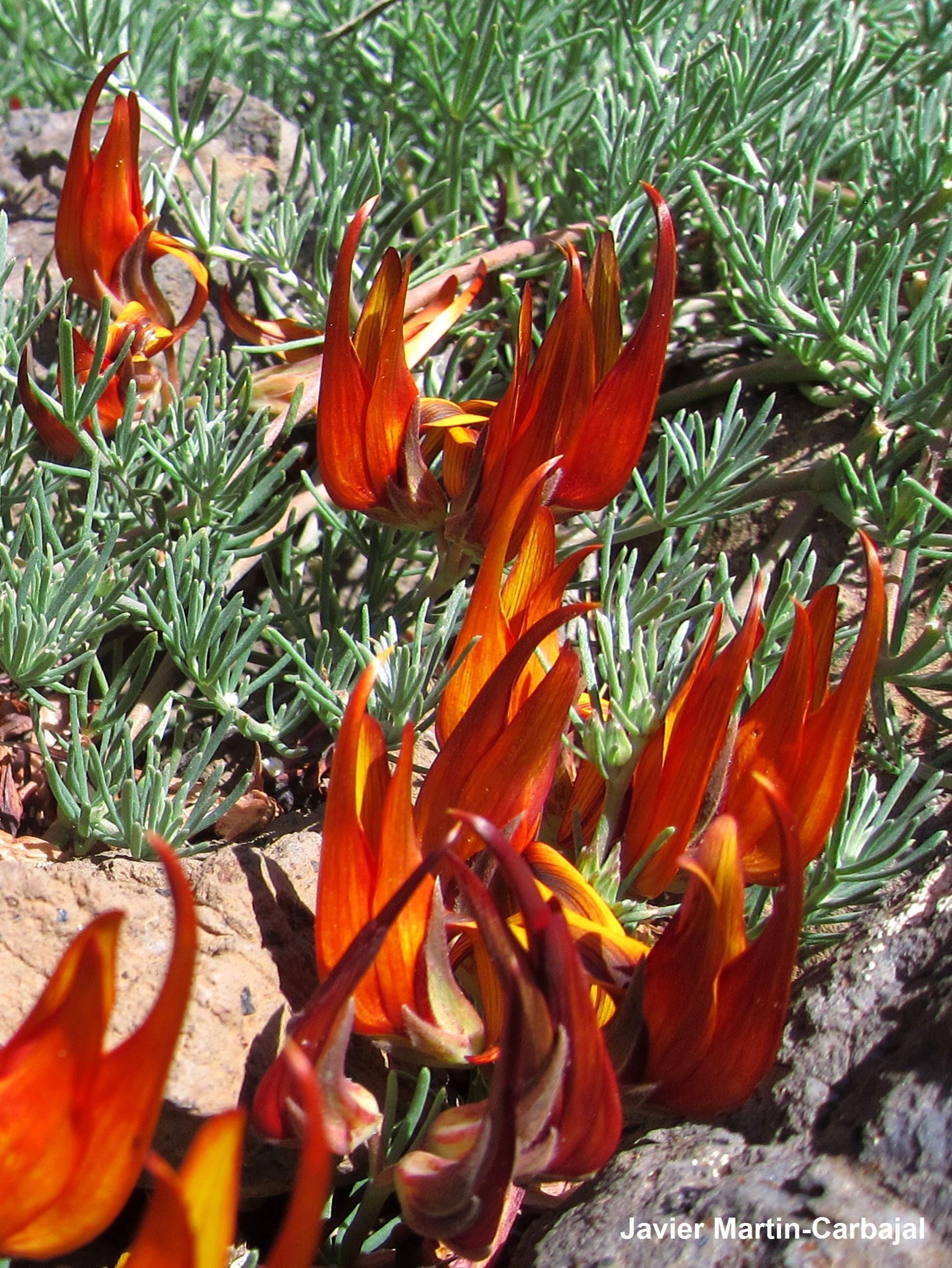 En la imagen, un ejemplar de 'Lotus gomerythus'. Foto: JAVIER MARTÍN CARBAJAL