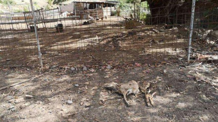 El cuerpo de un animal en descomposición, junto a la cerca de la granja que fue precintada en Vallehermoso, La Gomera