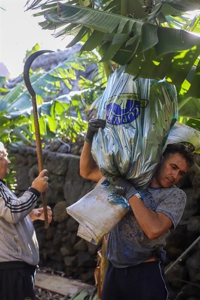 El litoral del Valle de Aridane, unas 260 hectáreas en la zona agrícola platanera más productiva de Canarias, vuelve a dar frutos tras la erupción del volcán de Cumbre Vieja, lo que supone la recuperación para los agricultores que mantuvieron sus plantaciones con el agua suministrada por las desaladoras y el buque cisterna.