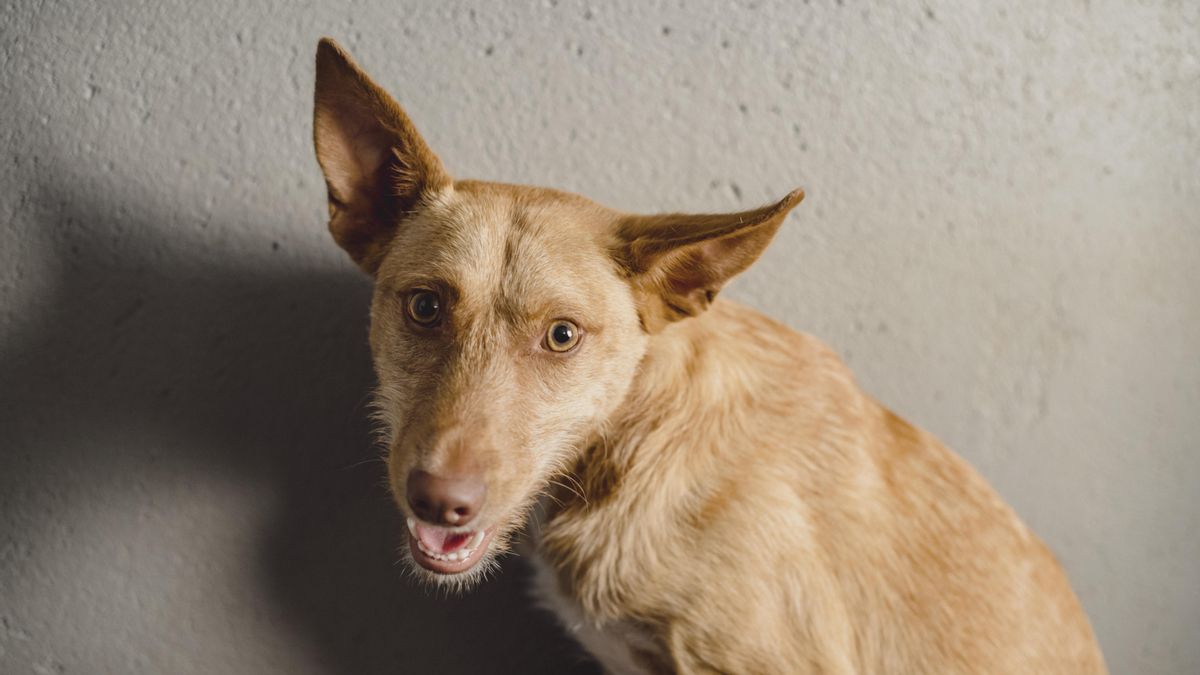 Perro rescatado por HOOPE, organización sin ánimo de lucro que ha gestionado durante doce años el CAP de Torrejón de Ardoz