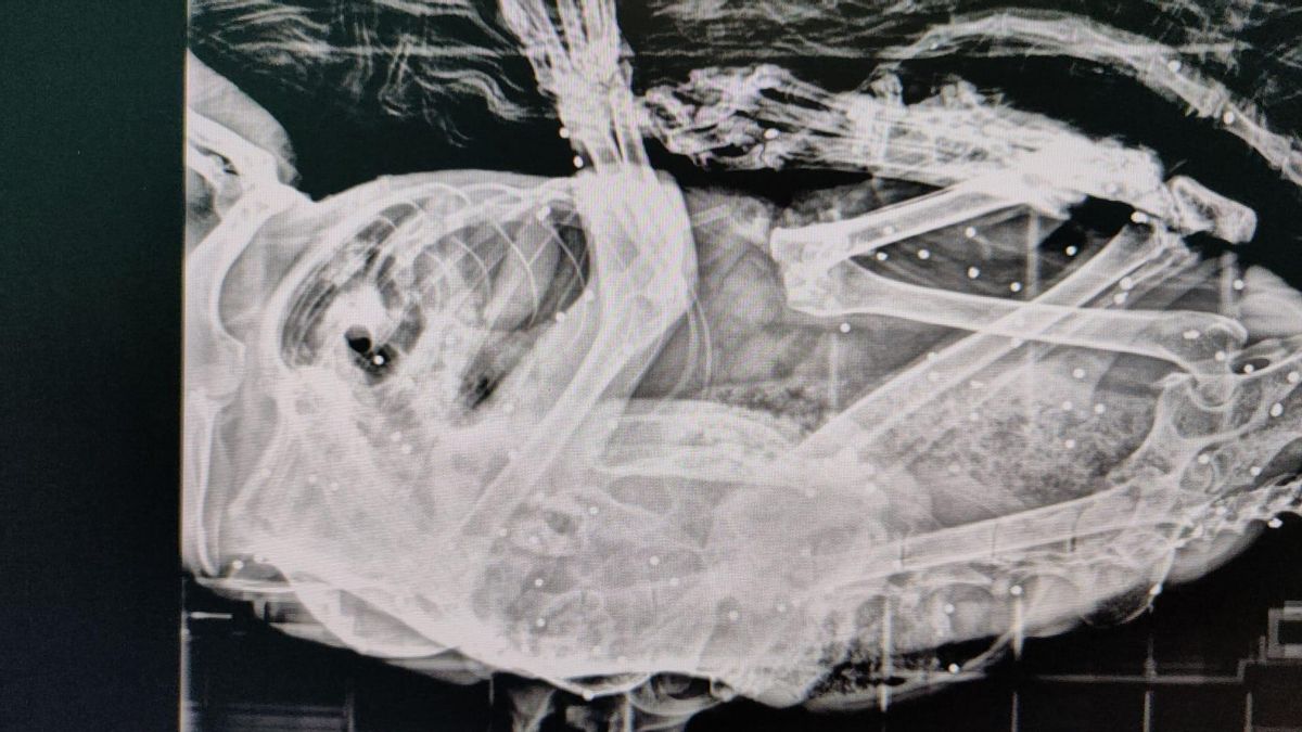 Hallan en Polanco un gato con más de 50 perdigones en su cuerpo