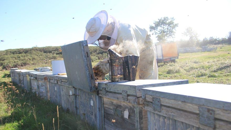 La crisis climática hace estragos a la apicultura: "La producción es menos de la mitad del umbral rentable"