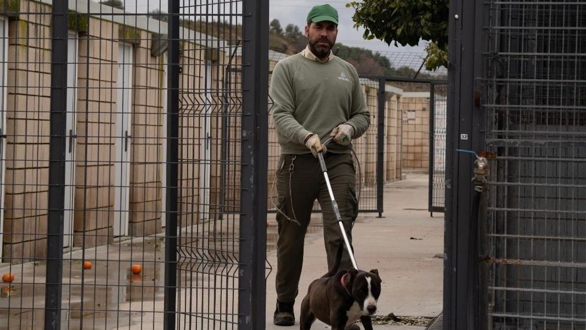 Sadeco desaloja a más de 300 perros y gatos del Servicio de Bienestar Animal ante el riesgo de inundación