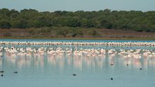 Doñana está tan amenazada como la Selva Amazónica o la Gran Barrera de Coral
