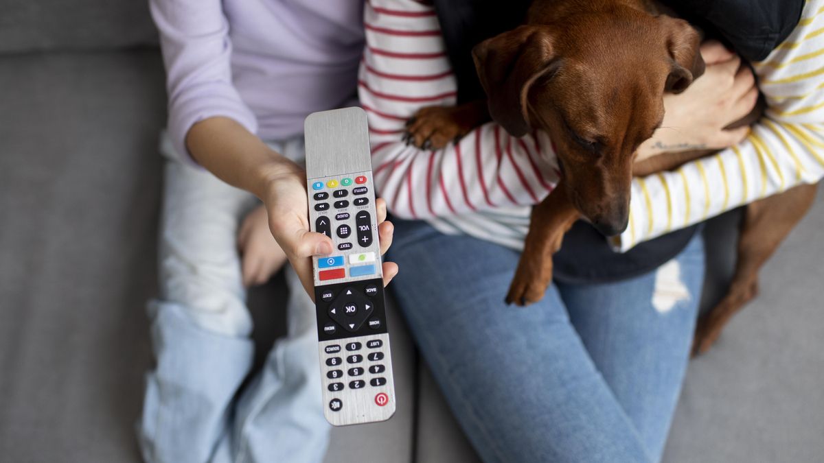 Perro preparado para ver la televisión