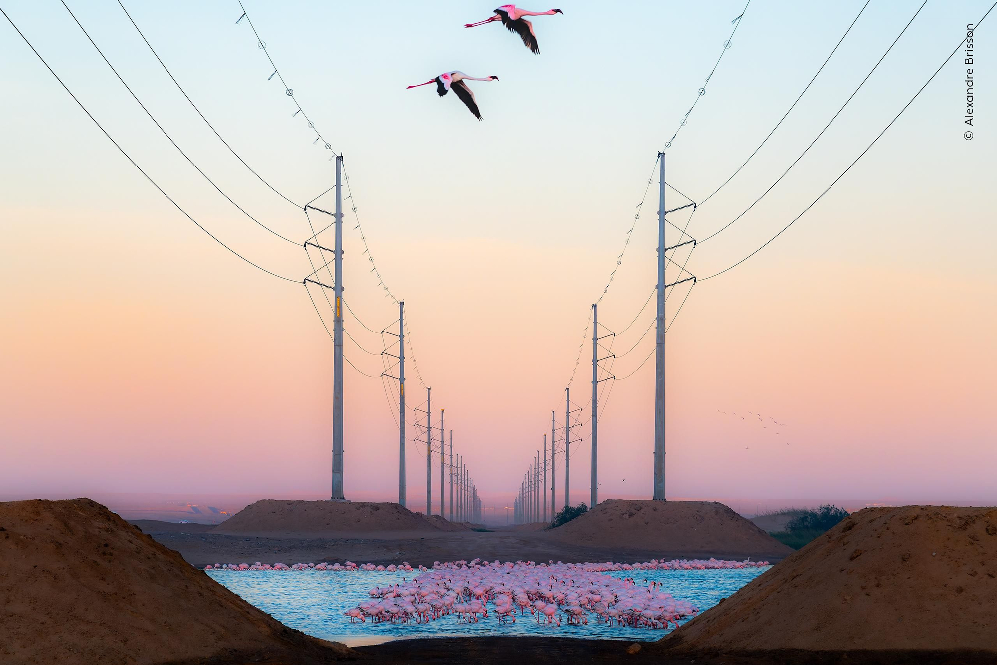 Un grupo de flamencos descansa en un lago de Namibia.