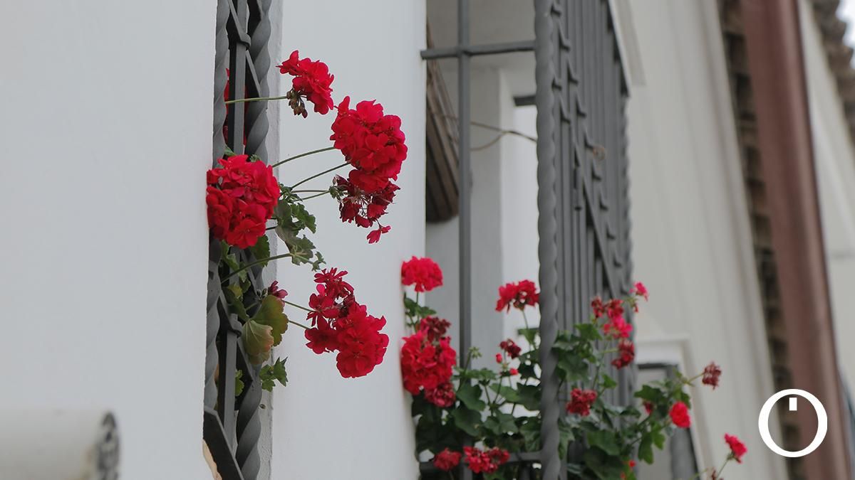 Rejas y Balcones en la C/ San Basilio, 20