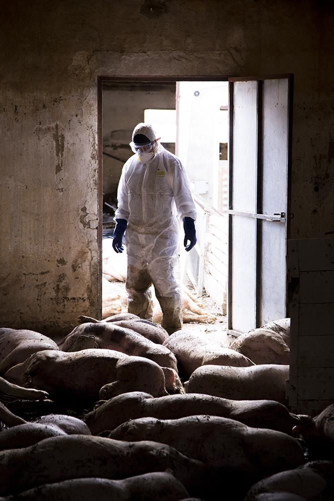 Un operario retira ejemplares fallecido en una granja de Boquiñeni / Tras los Muros-PACMA