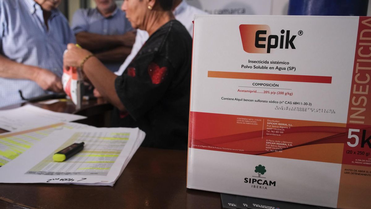 Agricultura ofrece al sector vitivinícola un tratamiento para prevenir y controlar la filoxera en las zonas afectadas de Tenerife