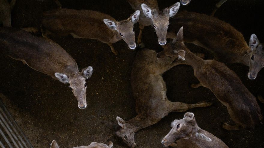 Animales desangrados a tiros, conscientes de su agonía: la muerte de 200 cervatillos de El Pardo en un matadero segoviano