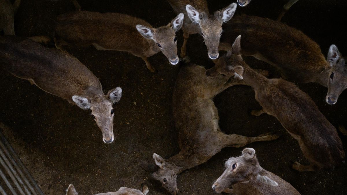 Animales desangrados a tiros, conscientes de su agonía: la muerte de 200 cervatillos del Pardo en un matadero segoviano