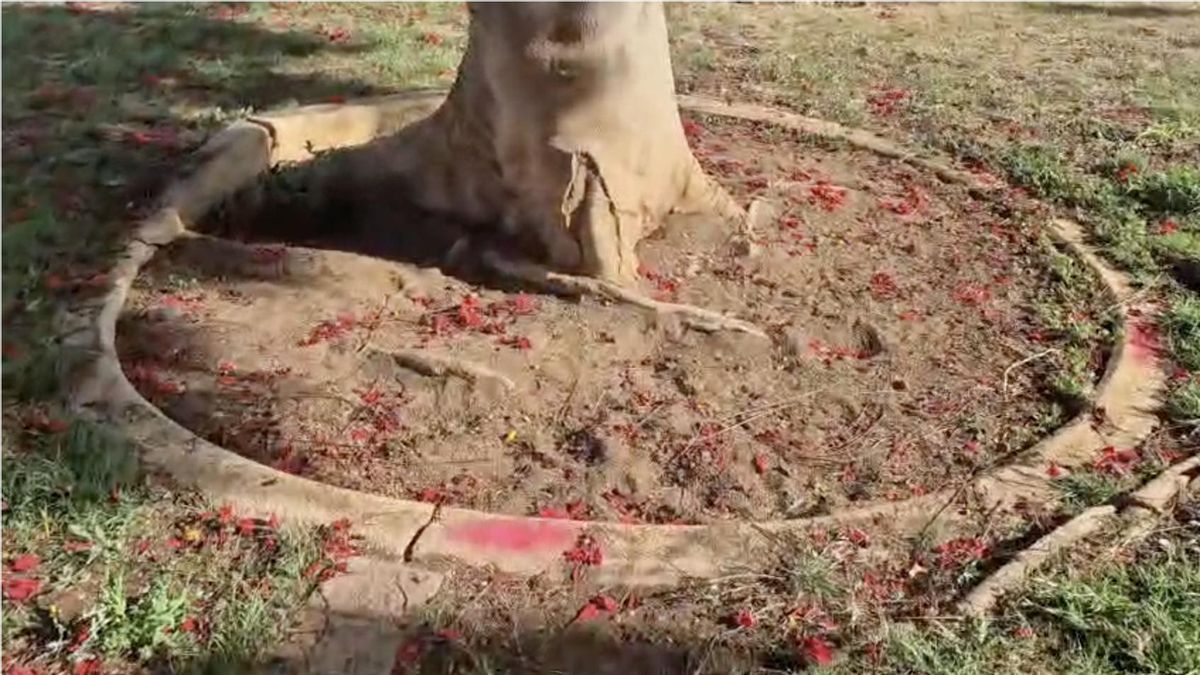 Imagen del árbol marcado en la plaza de Pino Seco en Arguineguín.