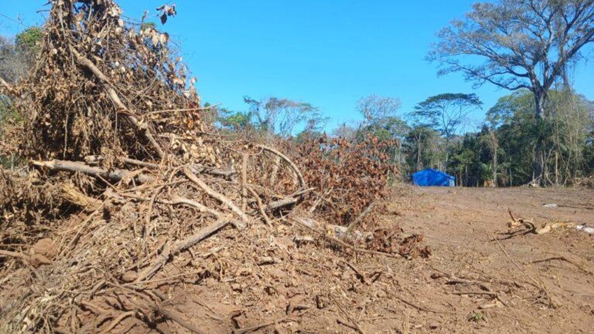 Un avasallamiento registrado en julio de 2025 en el “Área 51” del territorio indígena Monte Verde. La denuncia señala que una supuesta red de tráfico de tierras vendió 18 000 hectáreas a un grupo de menonitas. Foto: cortesía CEJIS