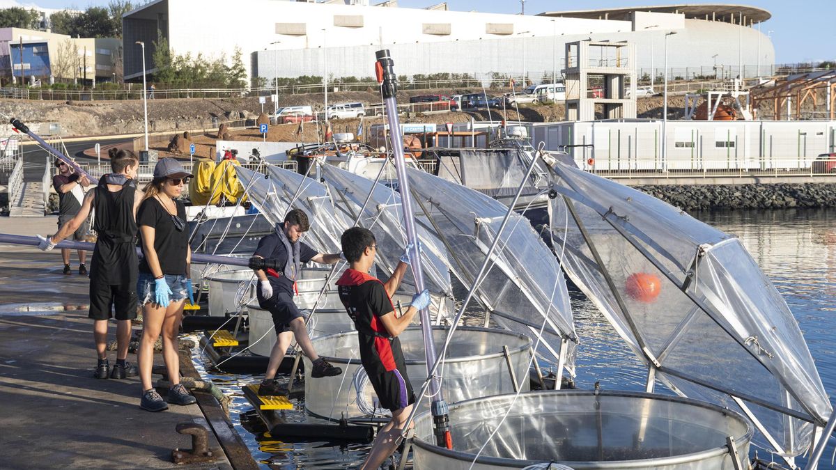 ¿Una solución desde Canarias para salvar el clima? Fertilizar el océano para captar CO2