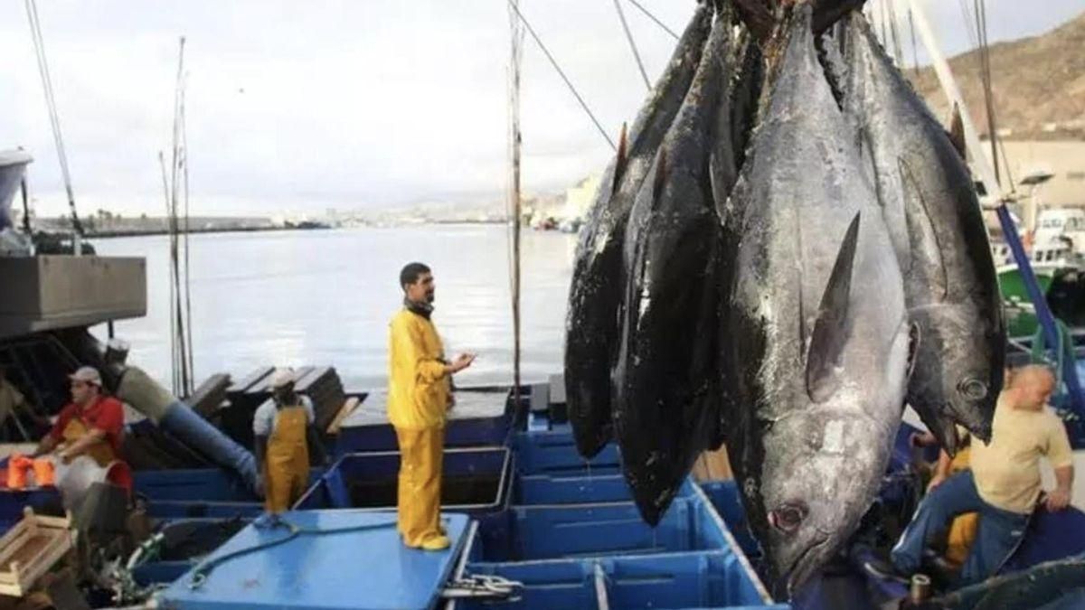 Seis atuneros tinerfeños pierden sus ‘manchas de  pescado’ por las orcas y migran a la costera del bonito