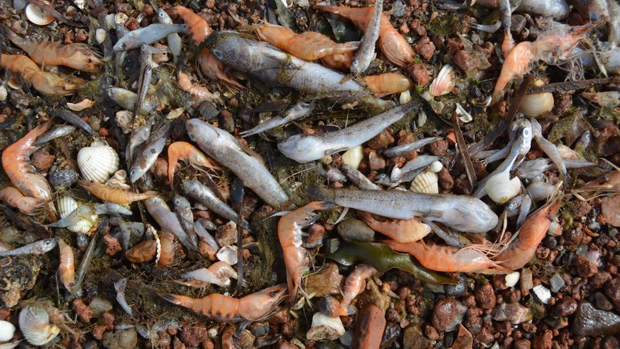 ANSE y WWF piden que no se de por cerrado el episodio de mortalidad de peces en el Mar Menor y exigen un estudio riguroso e independiente.