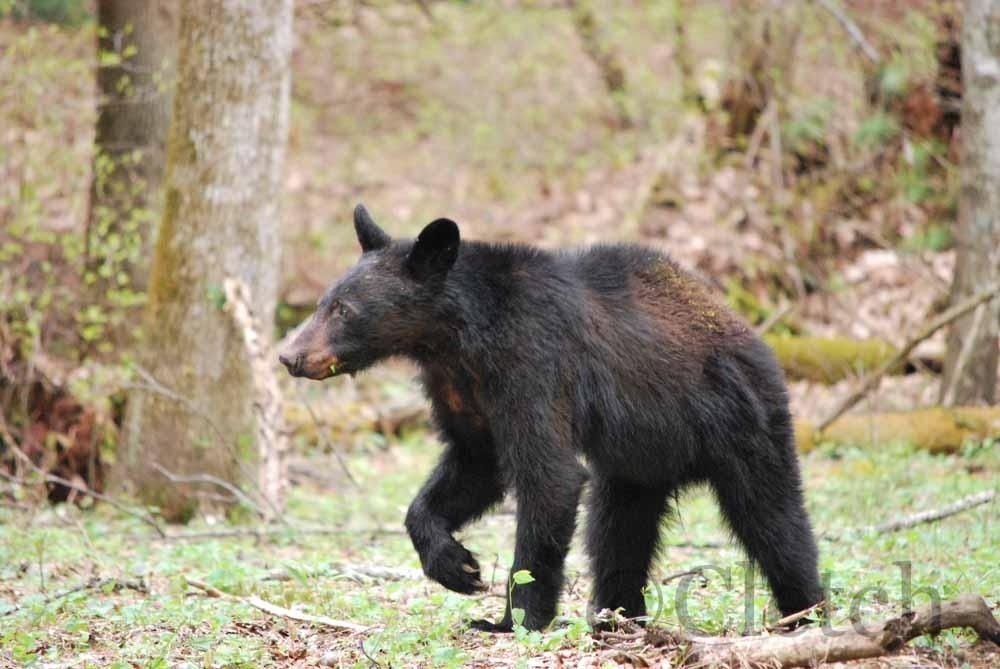 Oso negro en el parque nacional Smoky Mountains.