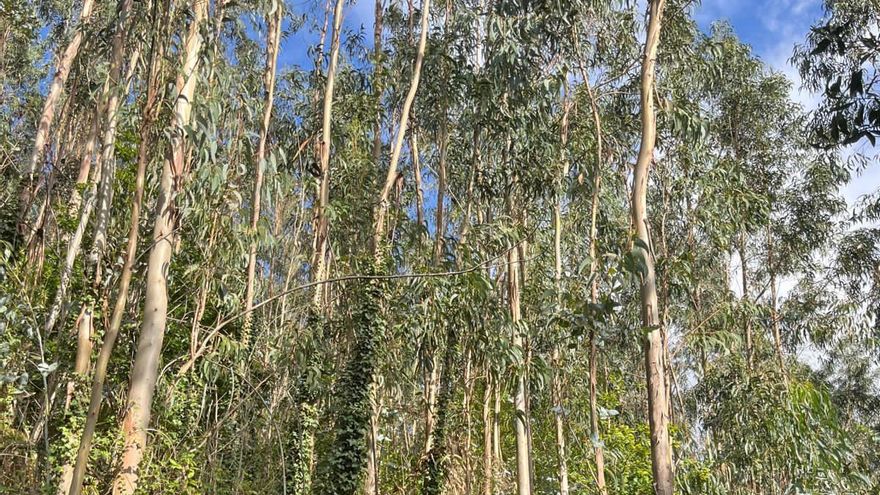 El eucalipto en Asturias ante la revisión del Plan Forestal del Principado: ¿impacto ambiental o beneficio económico?