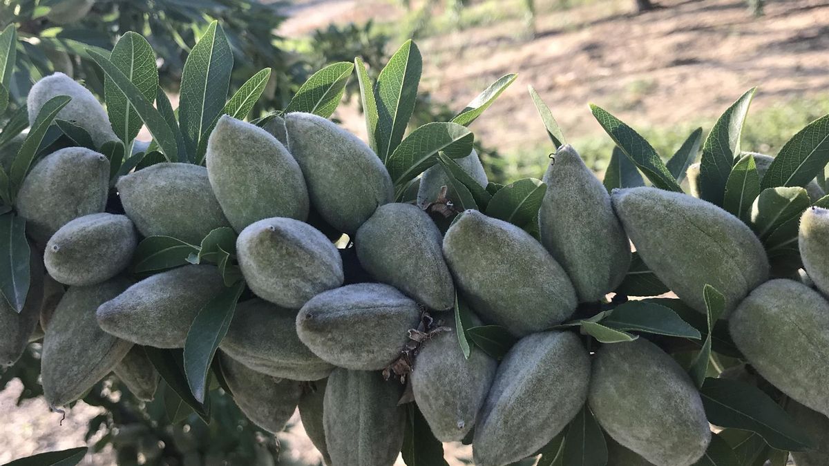 ASAJA Aragón dice que las lluvias de marzo impiden alcanzar el potencial esperado en la cosecha de almendra