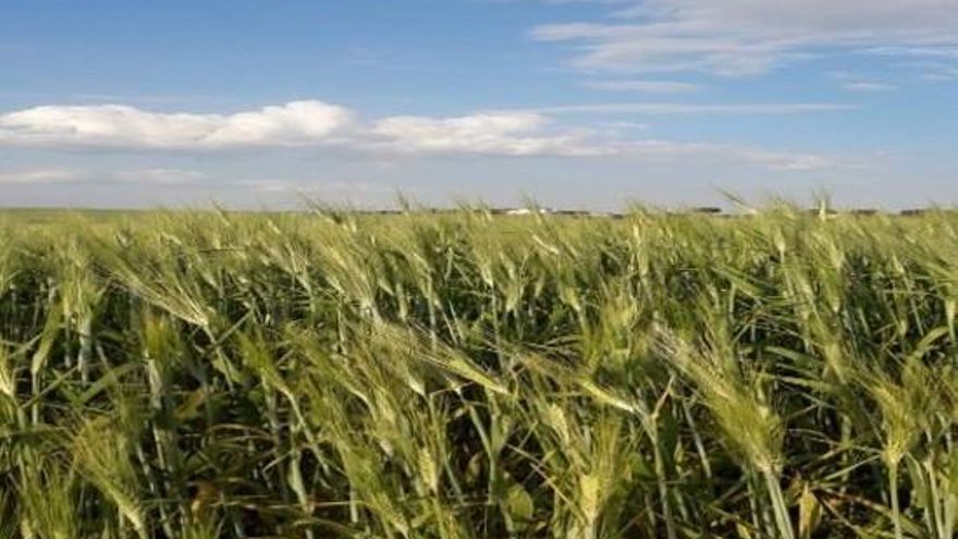 La siega comienza con buenas previsiones para los cereales de Castilla-La Mancha gracias a las lluvias de primavera