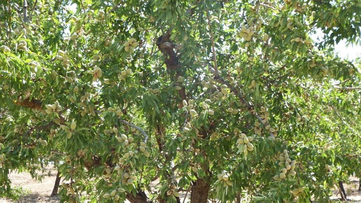 Inteligencia Artificial en el campo riojano para anticipar plagas tras una caída del diez por ciento en la cosecha de almendra