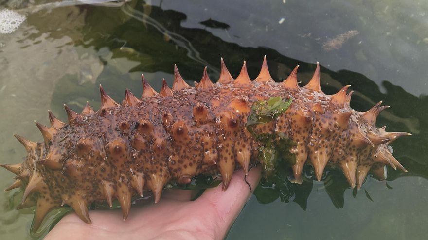 Holothuria arguinensis.