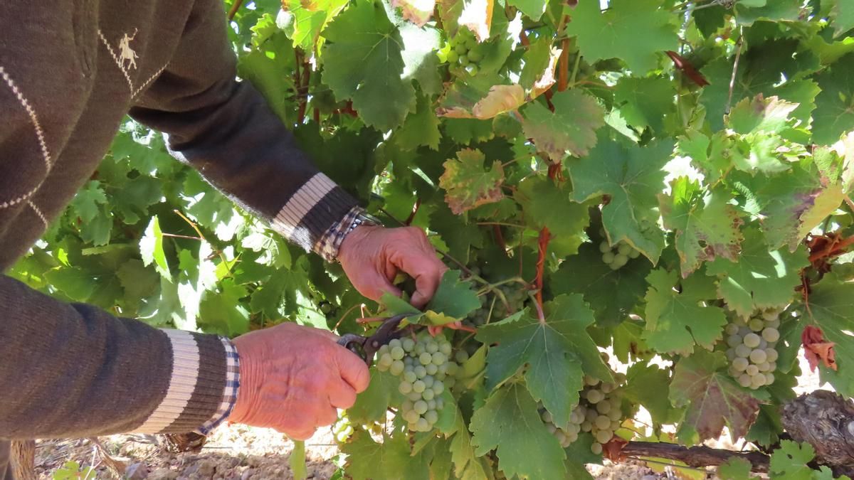 Vendimia de uva albarín en espaldera en un viñedo de Valdevimbre para la DO León, archivo.