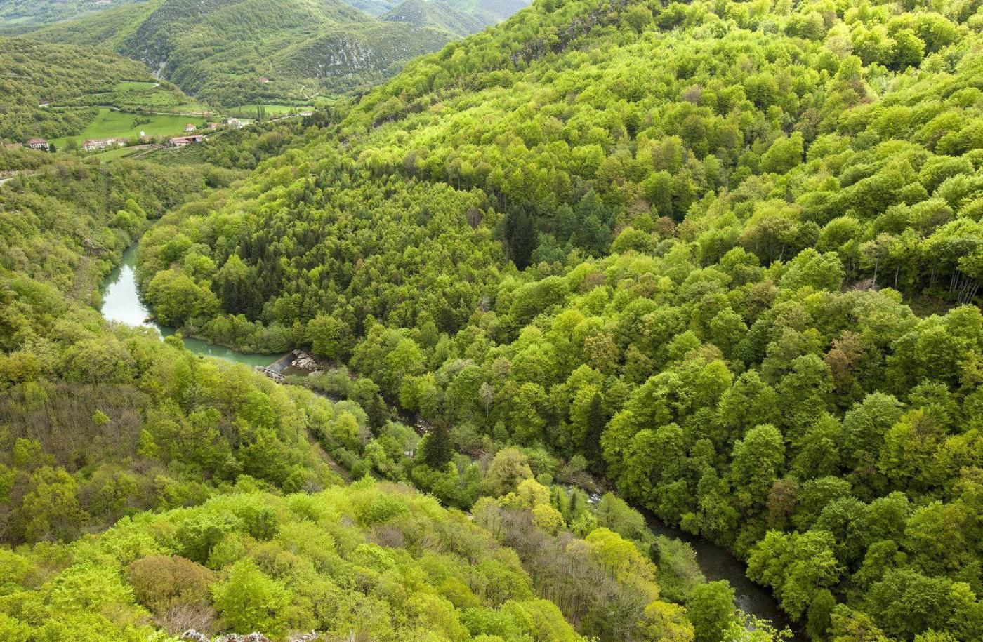 Selva de Irati, Navarra.