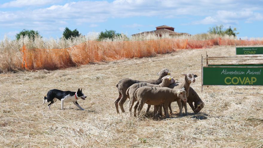La Feria del Pastoreo de Villaralto muestra las ventajas de los drones para el cuidado del ganado