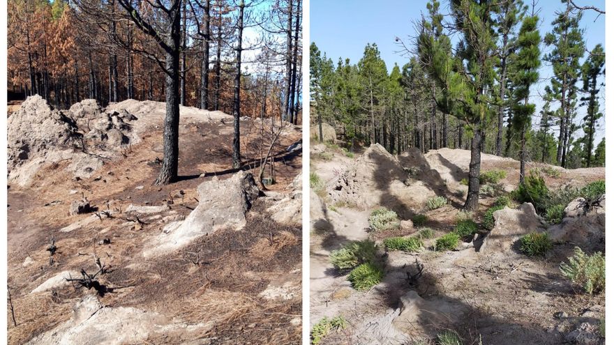 Las imágenes de la recuperación de Gran Canaria tras el incendio que afectó a 10.000 hectáreas en 2019