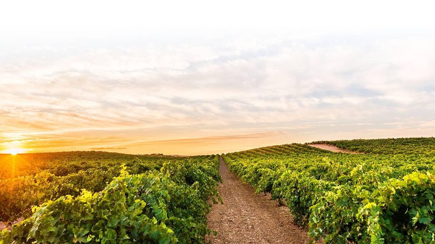 El Comité Regional Vitivínicola crea la Interprofesional del Vino de Castilla-La Mancha en su primera reunión