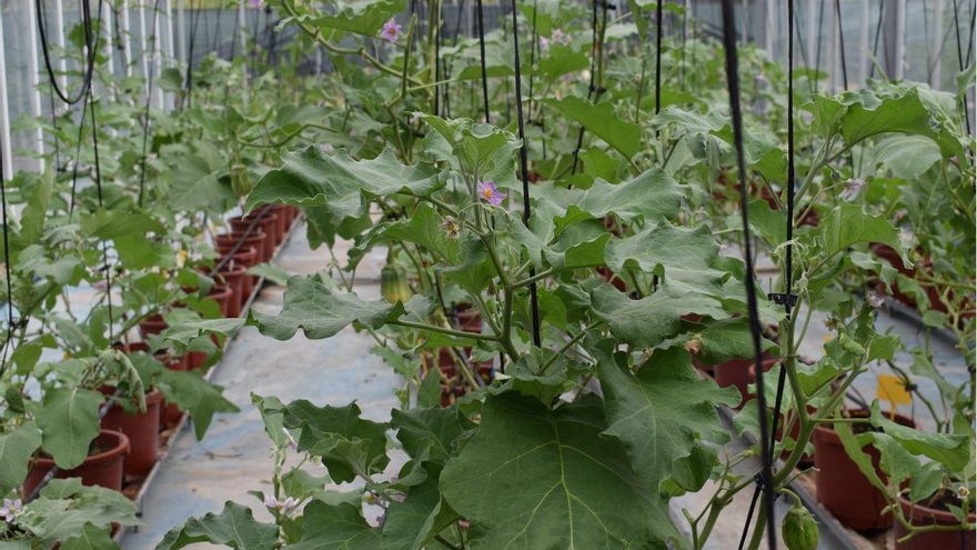 L’albergínia contra el canvi climàtic: una investigació valenciana aconsegueix un cultiu resistent a malalties i temperatures extremes