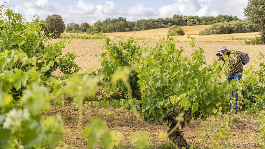 Cepas de 150 años de Dominio de Sexmil.