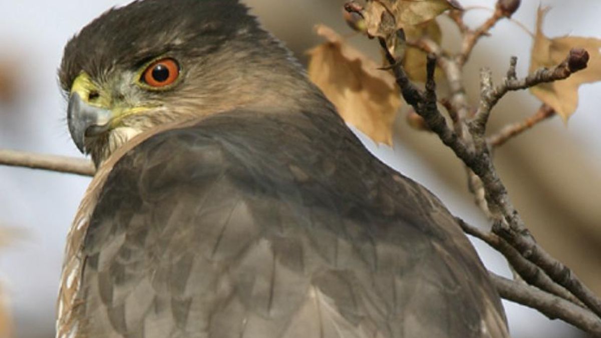 Un año después, un halcón con el mismo comportamiento volvió a usar el cruce como punto de caza