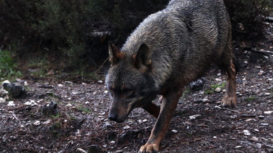 El censo semestral del Ministerio contabiliza 333 manadas en España y concluye que "no puede haber controles letales de la especie"