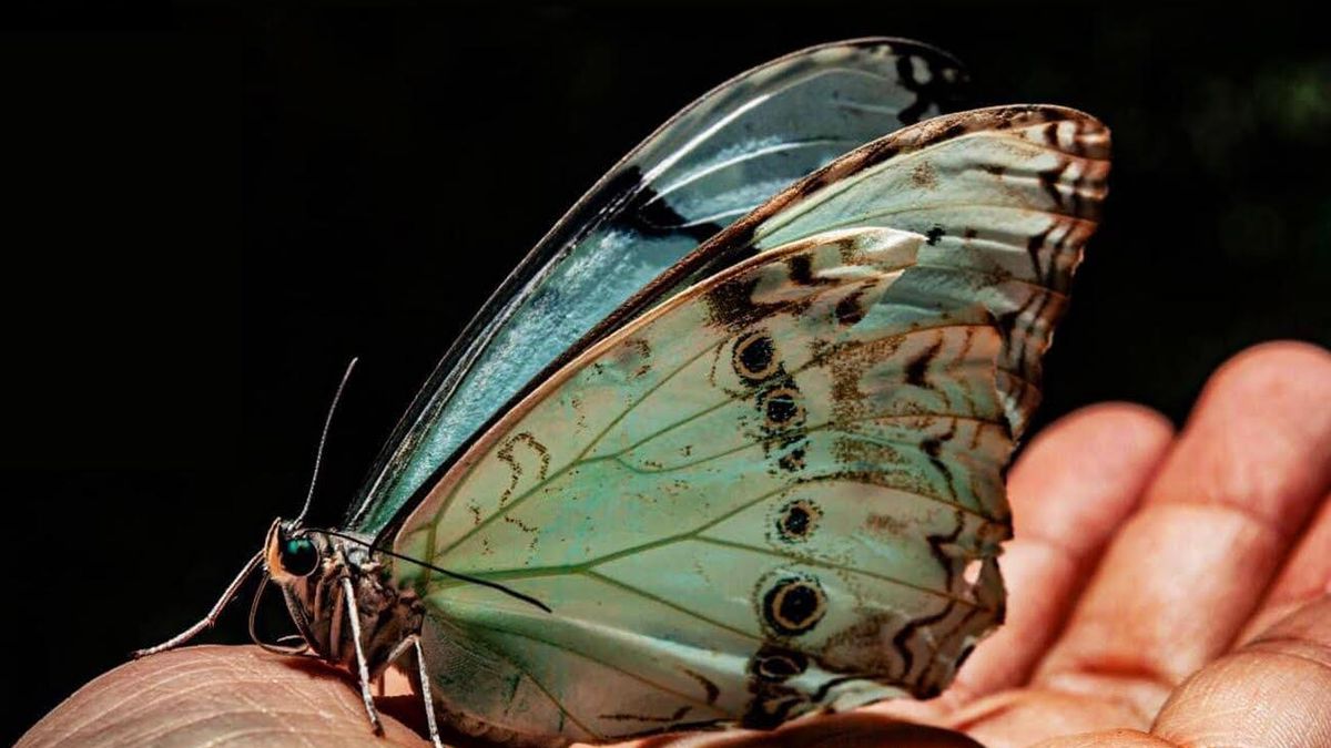 PUNTA INDIO - Mariposa Bandera