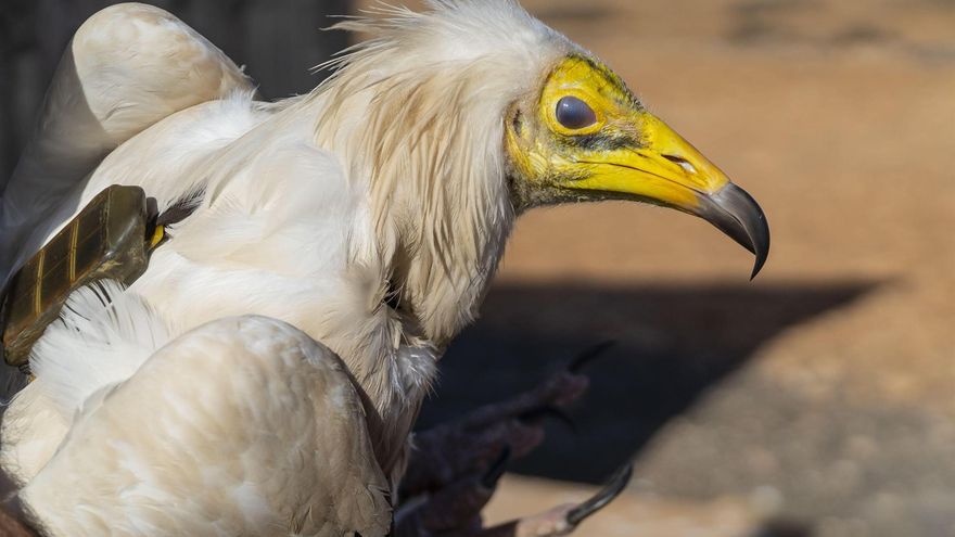 Una pareja de guirres, una especie en peligro de extinción, vuelve a criar en Timanfaya más de 20 años después