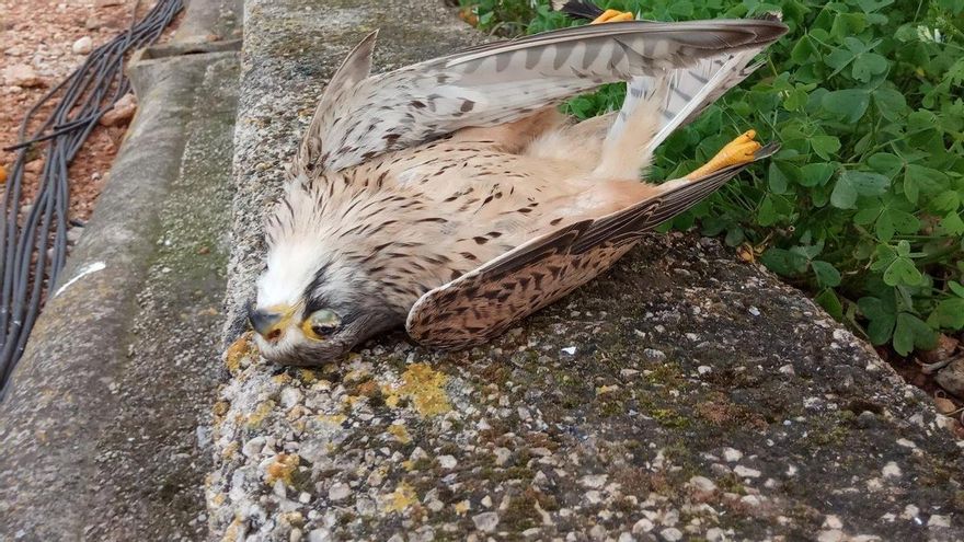 Las electrocuciones de aves vuelven a los tribunales tras miles de rapaces muertas en una línea de "sangriento historial"