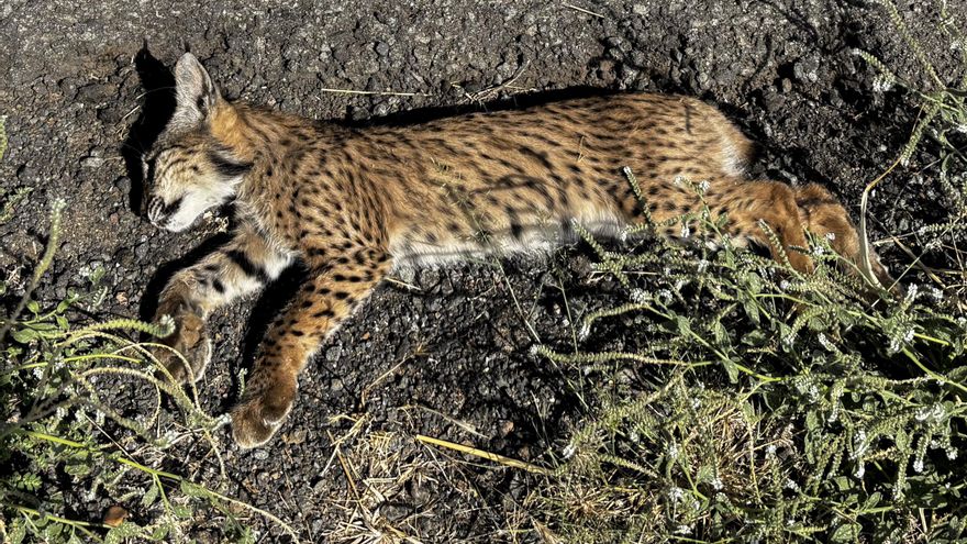 Muere atropellado un cachorro de lince ibérico en una carretera de Ciudad Real