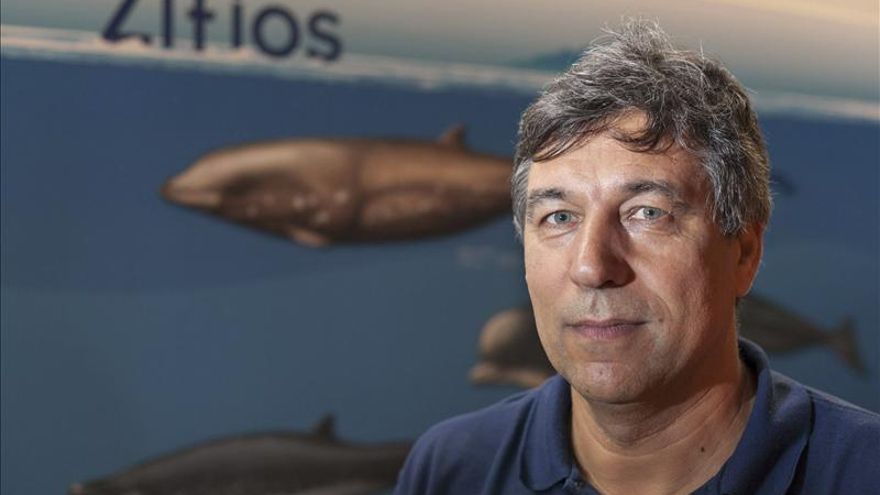 La contaminación mina las defensas de los cetáceos y los hace más vulnerables