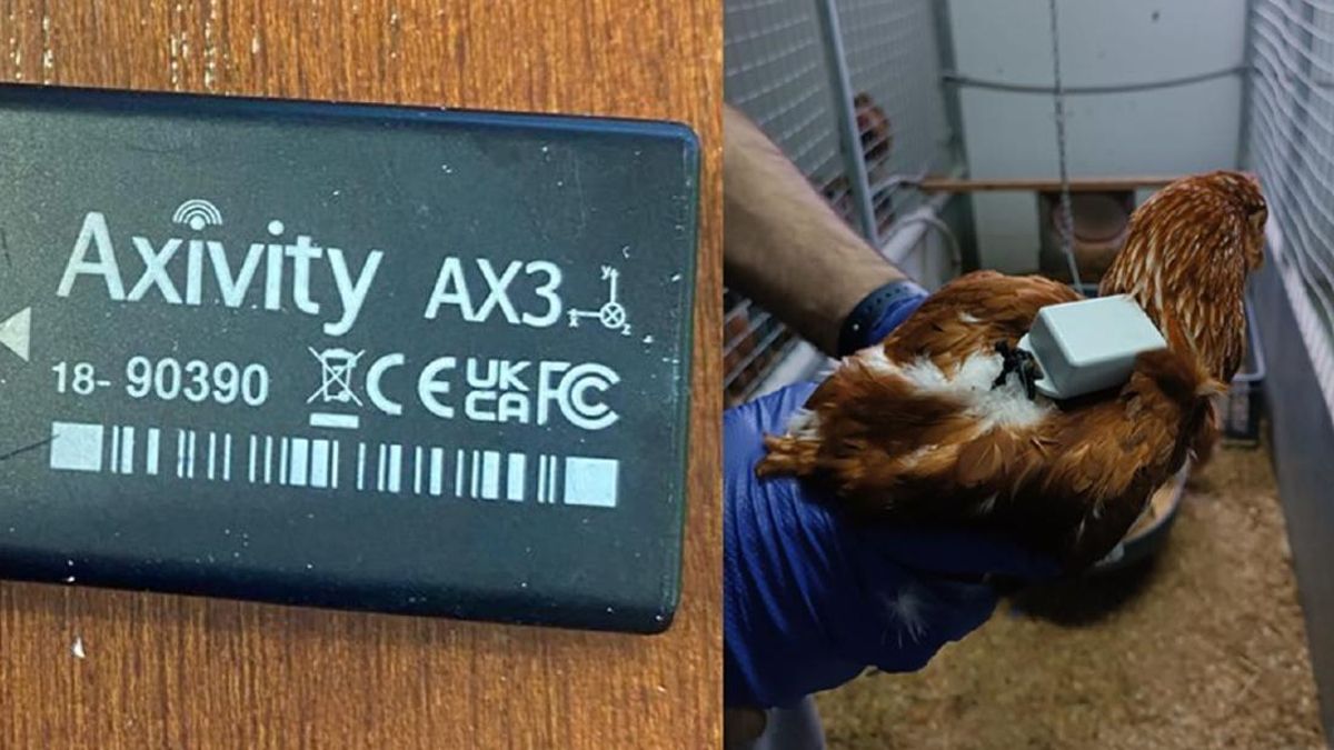 Gallinas que adelantaron la noche y burras en alerta: la reacción del ganado durante el eclipse del 12 de agosto