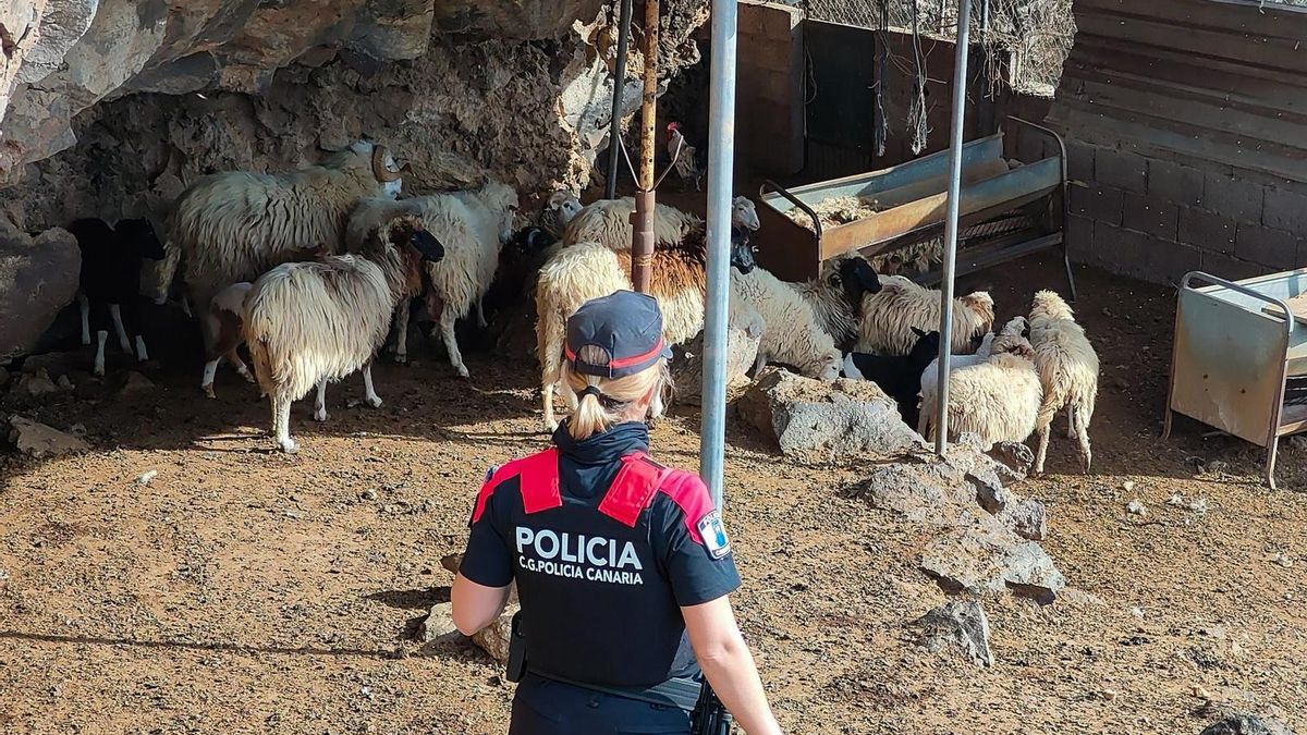 Una inspección a instalaciones ganaderas de Tenerife concluye con cinco denuncias