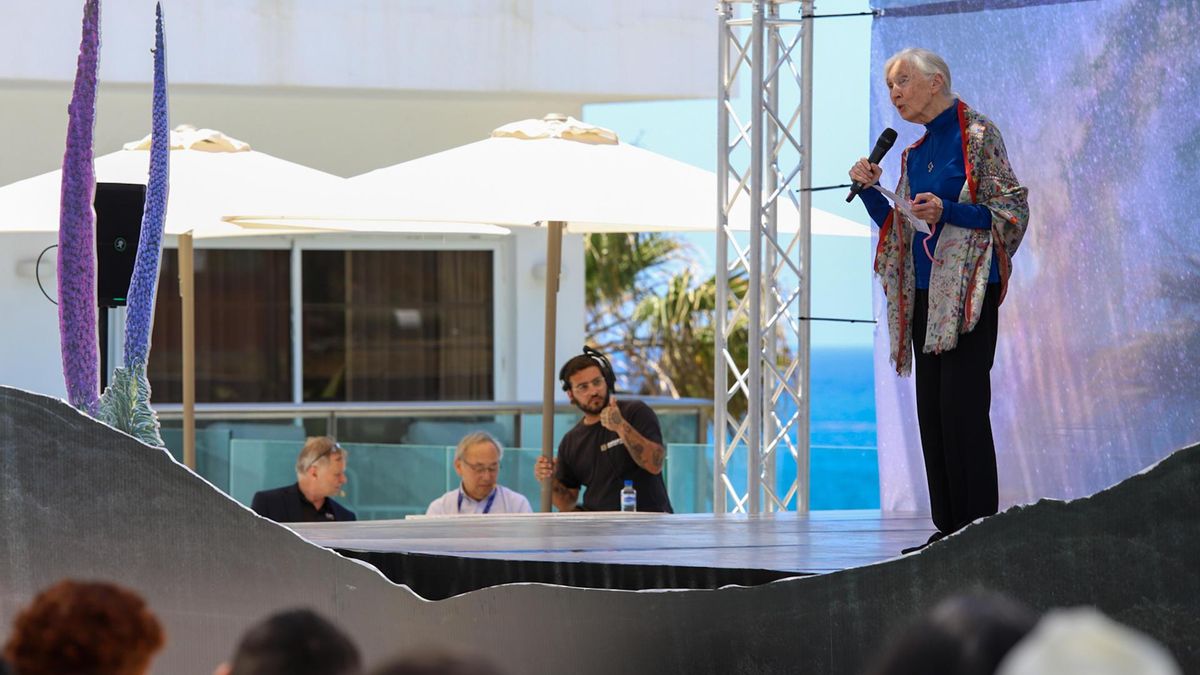 La etóloga Jane Goodall participa en el ciclo de conferencias de este sábado en el Festival Starmus con la charla "Razones para la esperanza".