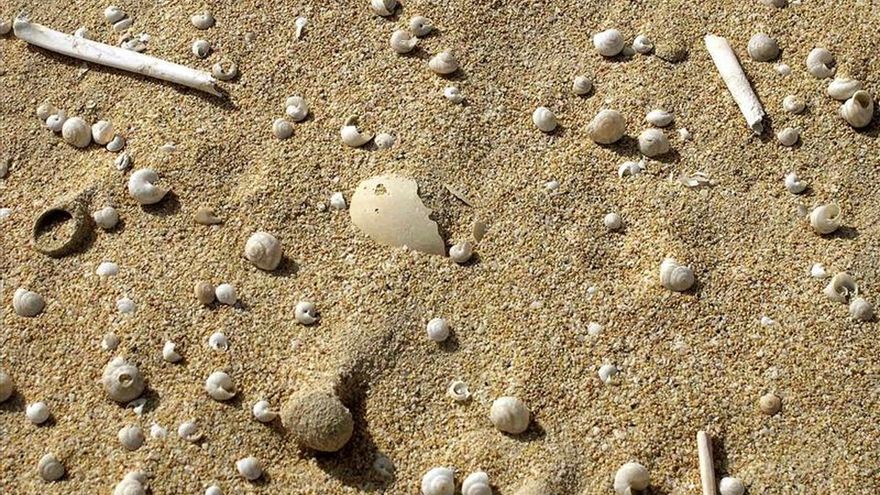 Nidos fósiles de abejas bajo las dunas canarias: cuando el Sahara era verde