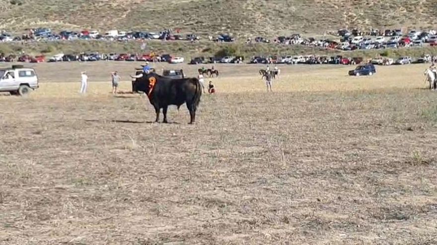 Los encierros taurinos de Loranca de Tajuña, en el punto de mira tras un nuevo incidente, el segundo en una semana