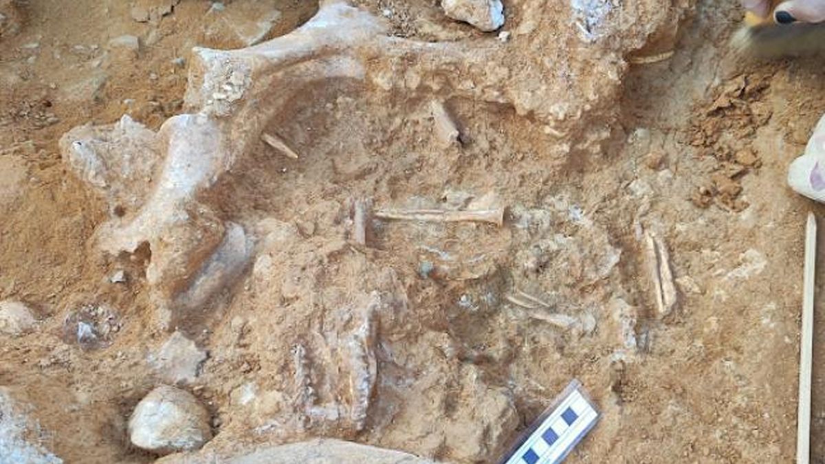 Rinocerontes o gacelas que vivieron hace dos millones de años en Teruel: excavan más de 200 fósiles de mamíferos