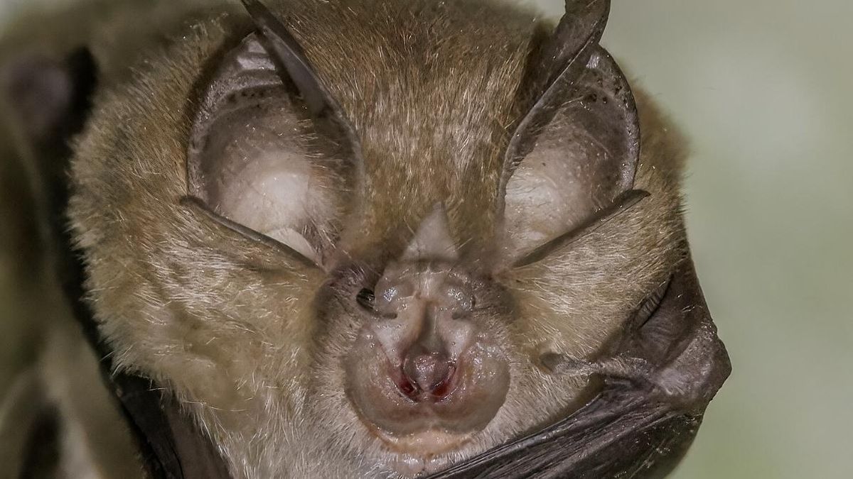 Las cifras de la pandemia reflejan el impacto de estos patógenos